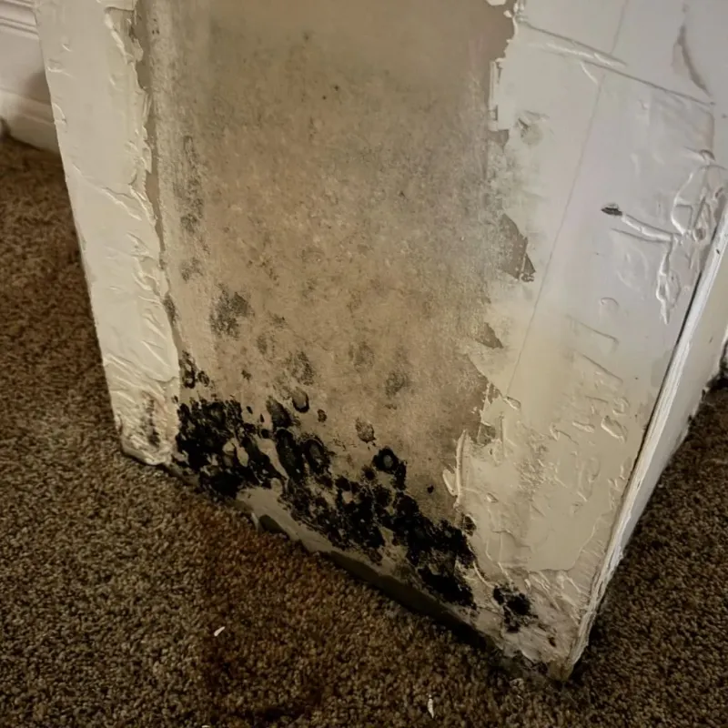 Professional Mold Removal in Vermillion County, IN